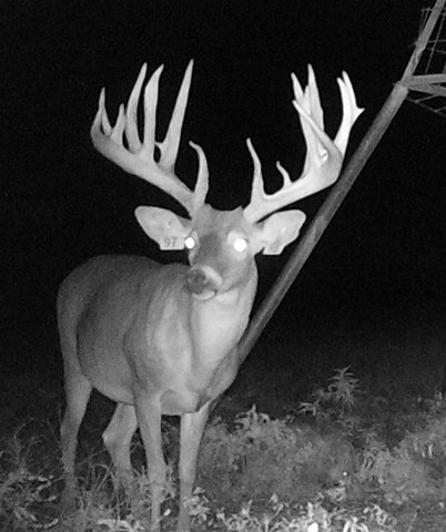 A-Typical White Tail Buck